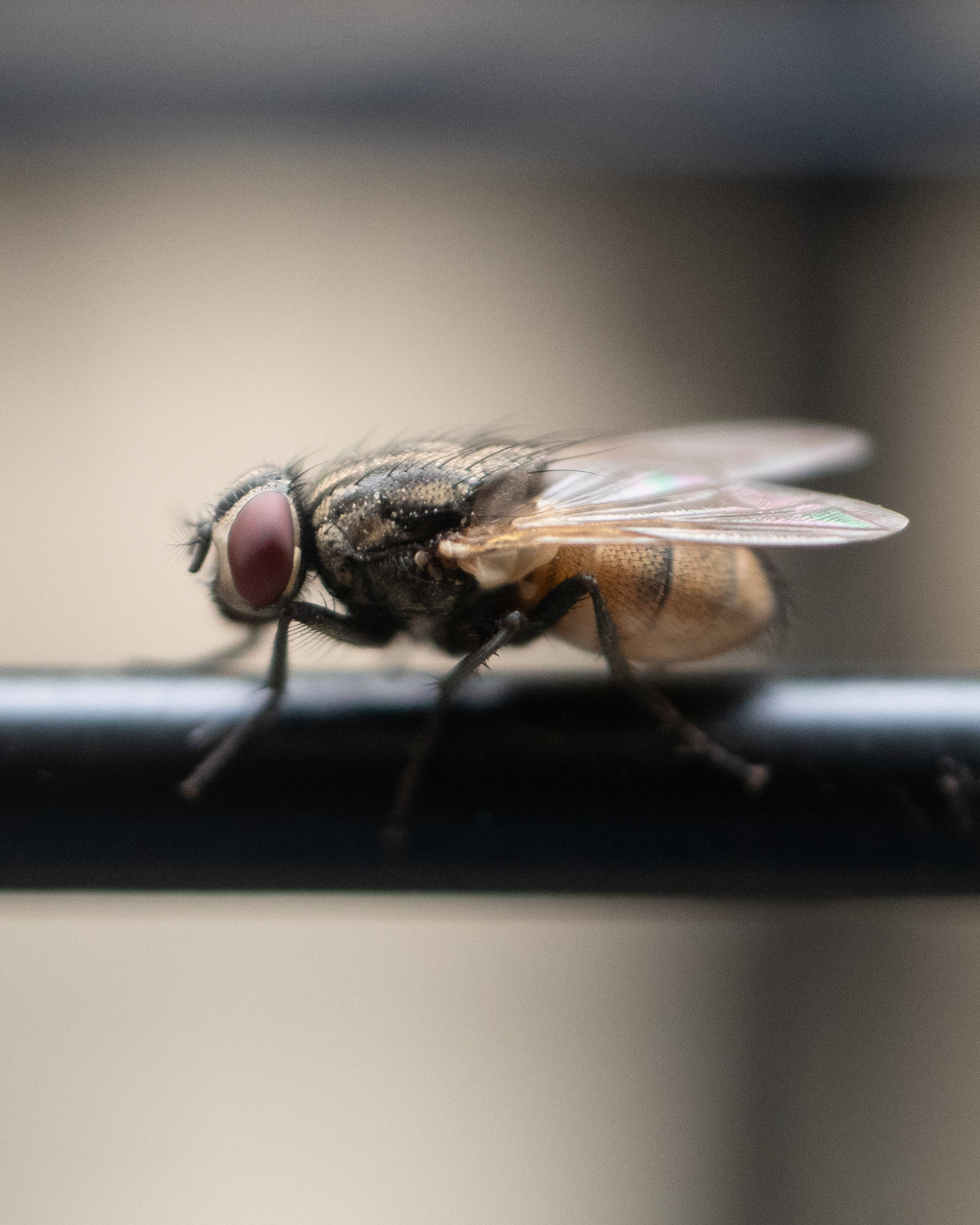 A Housefly, Musca domestica