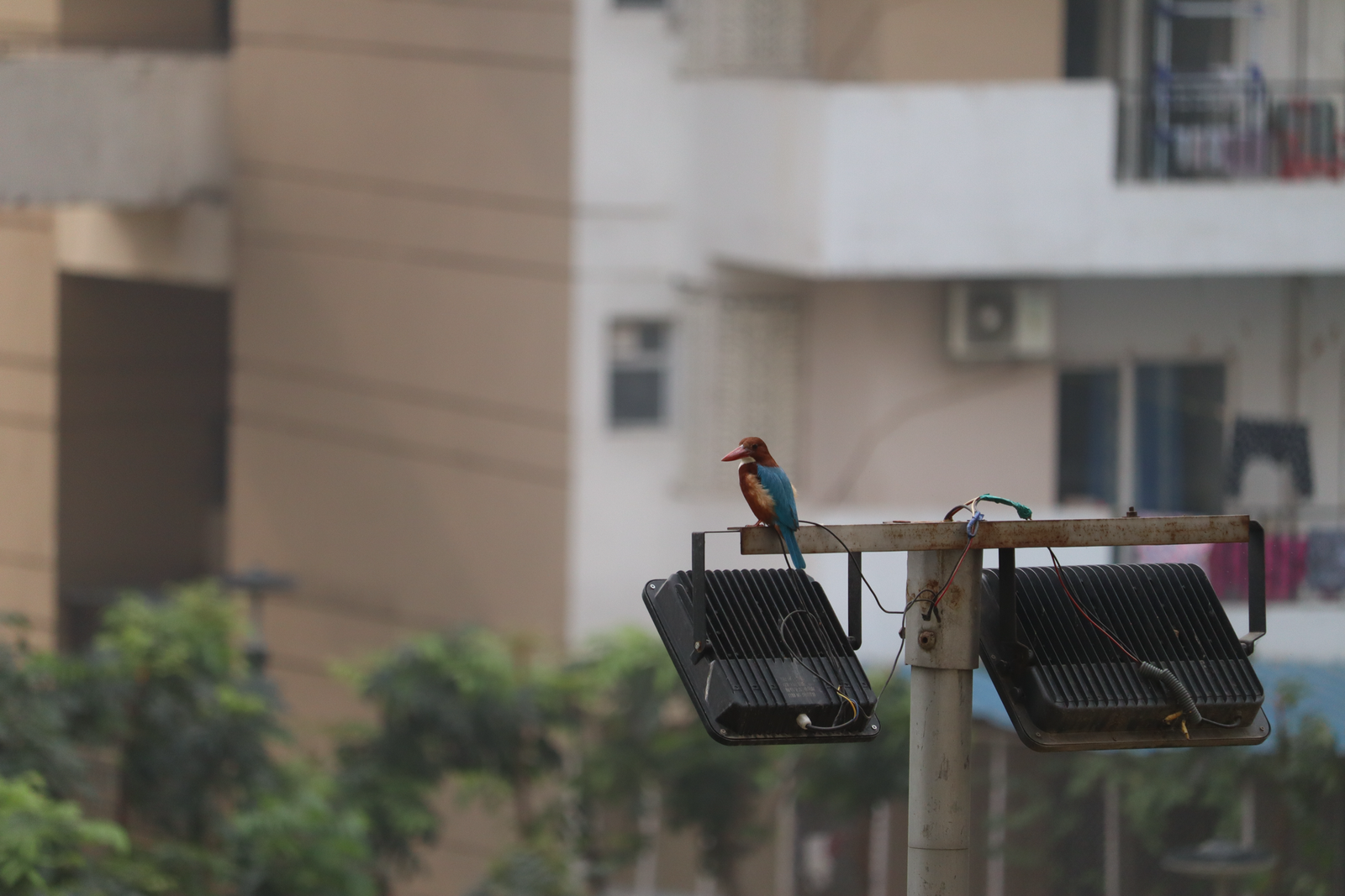 The Underestimated: Alcedinidae, The Kingfishers