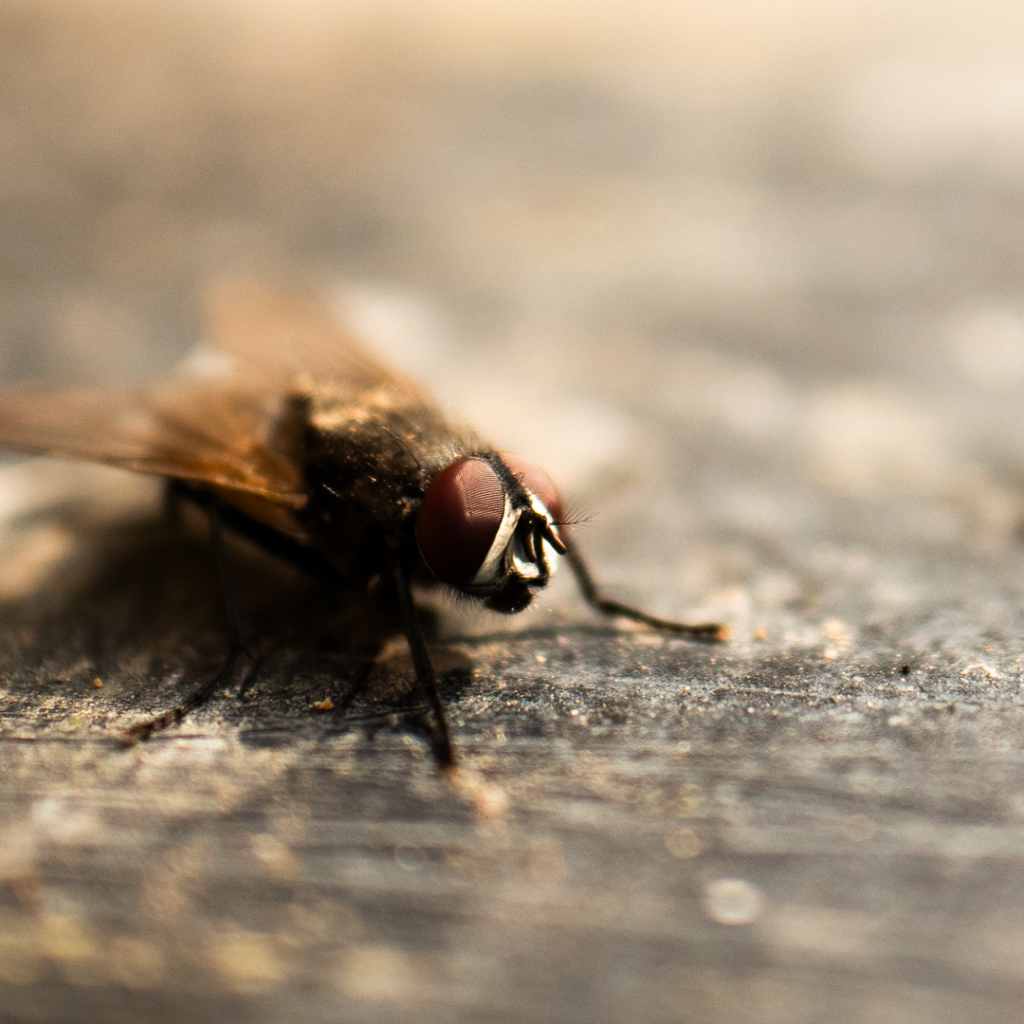 A Housefly, Musca domestica