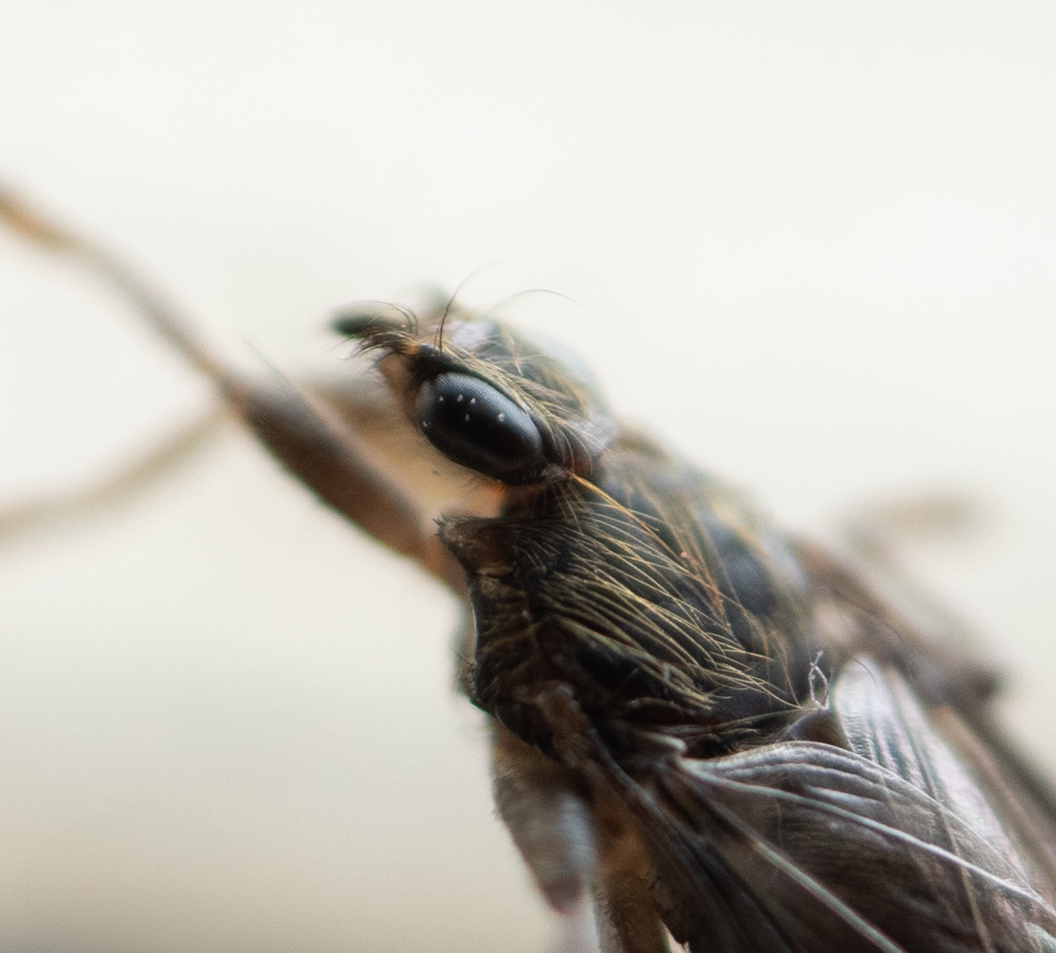 Pseudolynchia canariensis-2