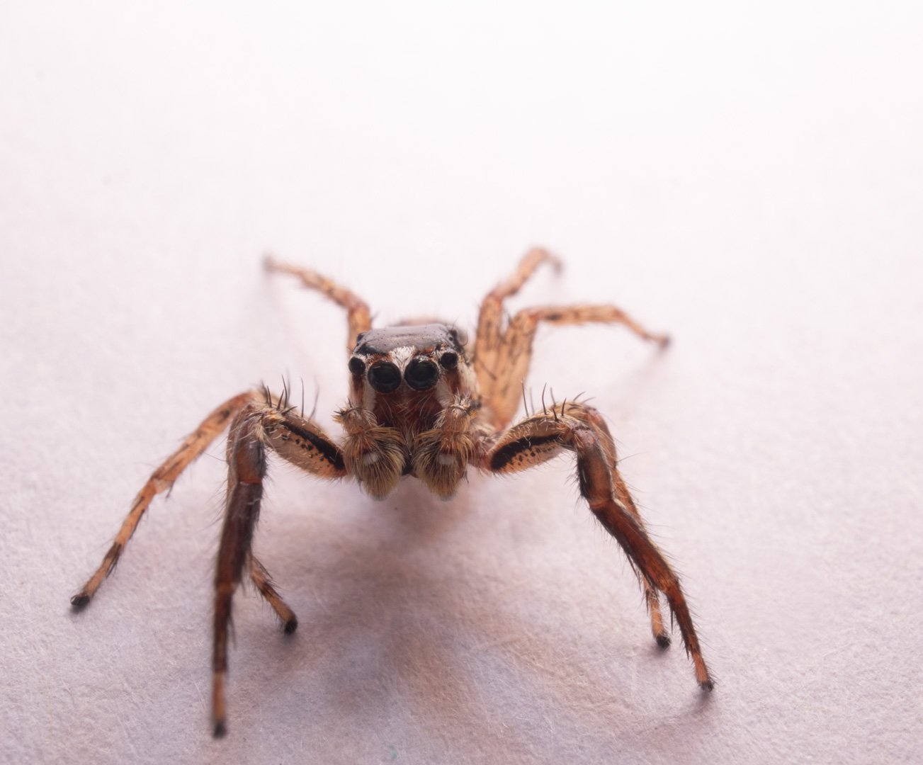jumping spider-2