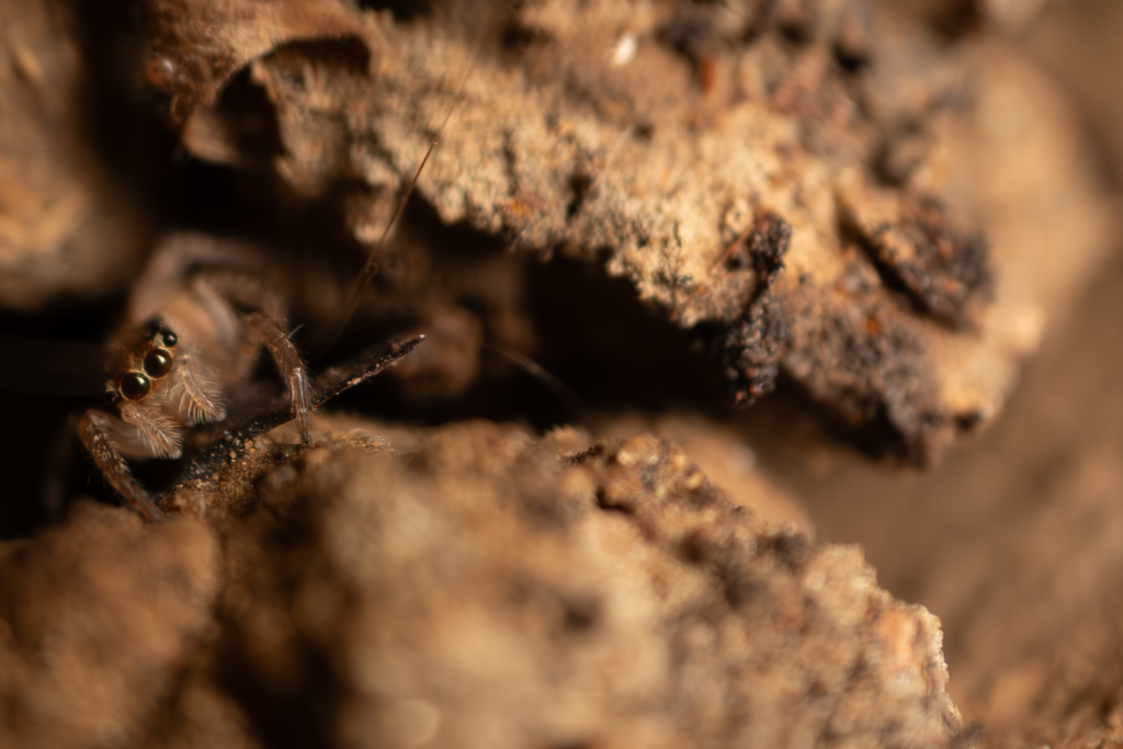 A jumping spider in a crevice