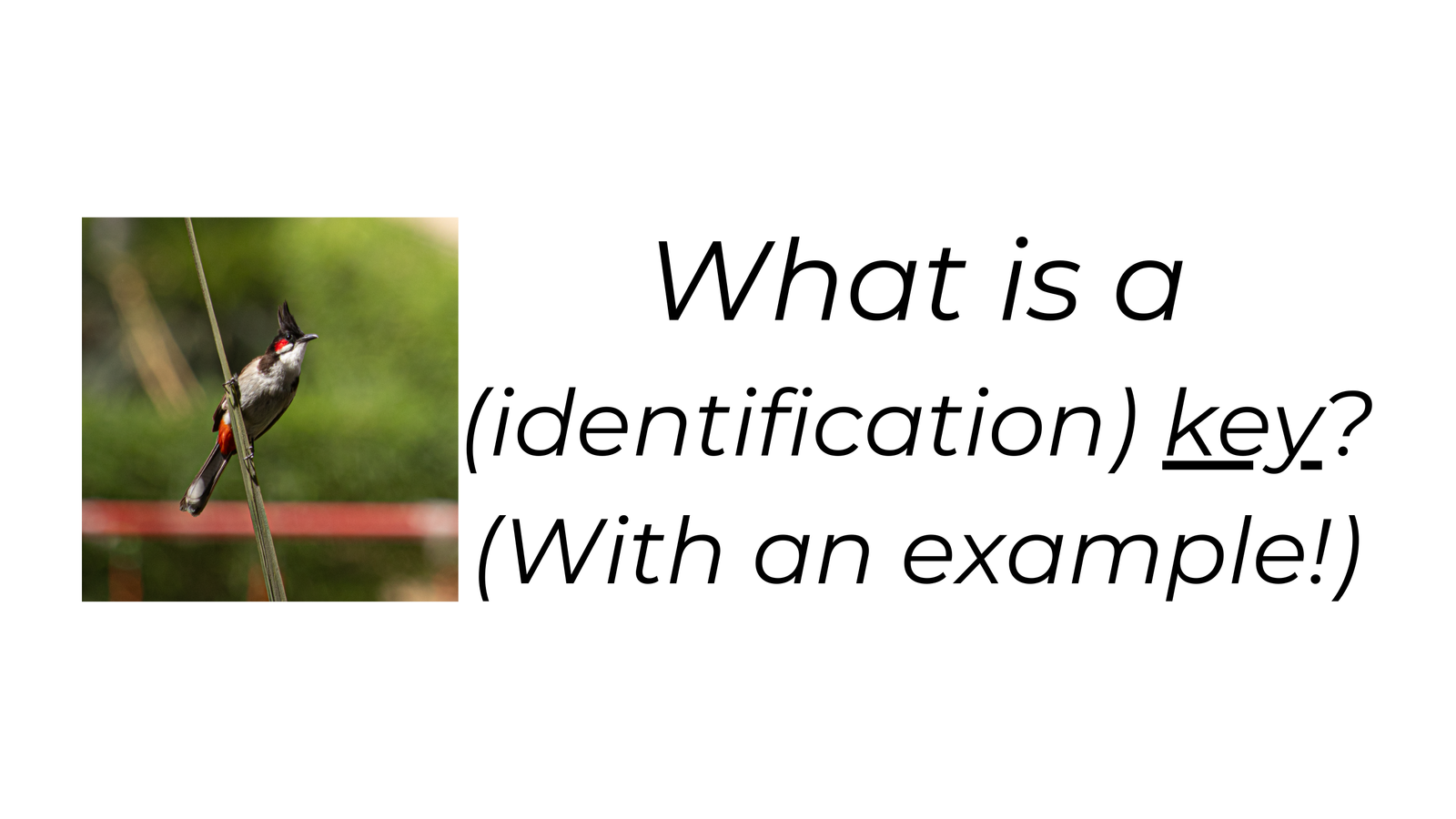 What is a (identification) key (With an example!)-2