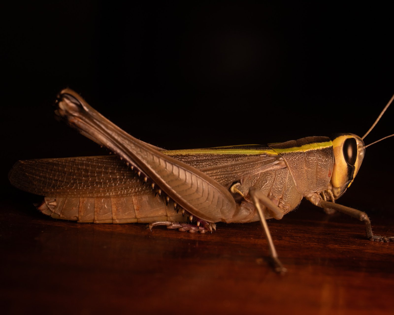 chroedocus illustris-1